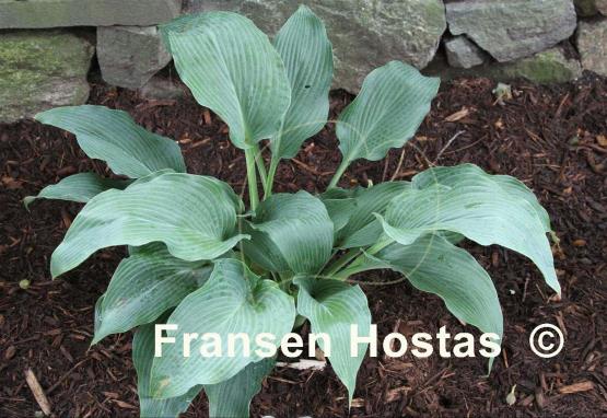 Hosta Pleasure Seeker